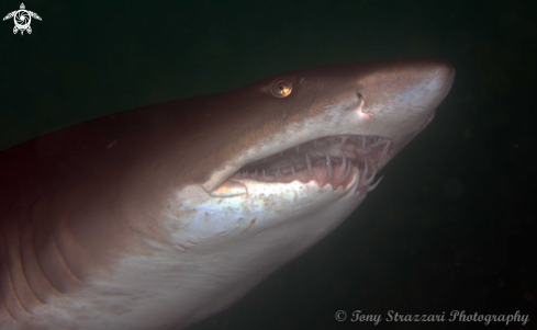 A Grey Nurse Shark