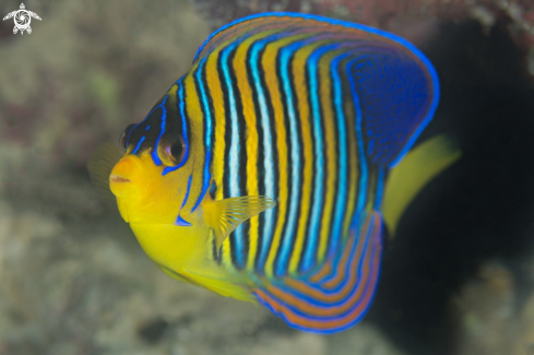 A Pomacanthus imperator | imperatorkaiserfish