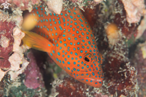 A Caphalopholis miniata | Grouper