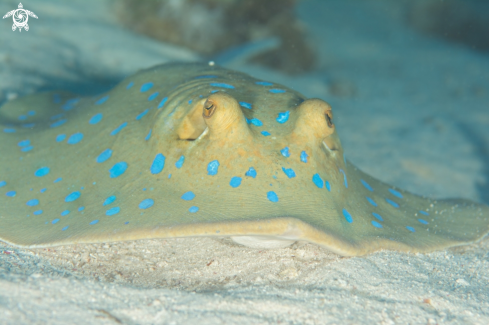 A Stingray