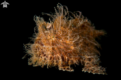 A Antennarius striatus | Hairy Frogfish