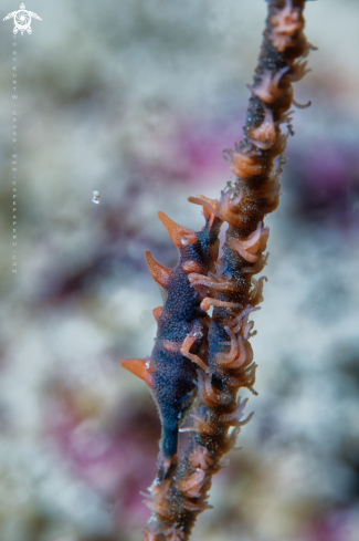 A miropandalus hardingi | Dragon shrimp