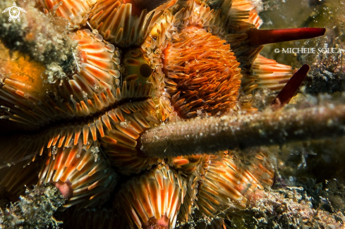 A Stylocidaris affinis | Cuore di riccio matita mediterraneo