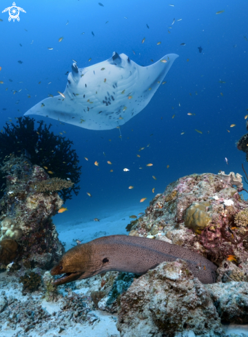 A Manta birostris | Manta and murena