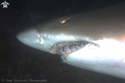 A Carcharias taurus | Grey Nurse Shark