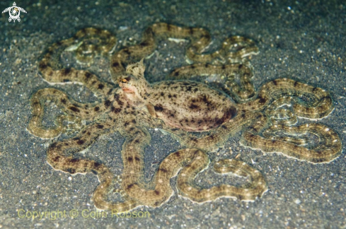 A mimic octopus 