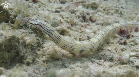 A Pipefish