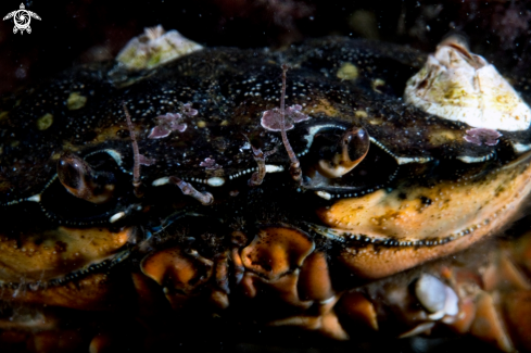 A Shore crab