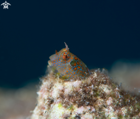 A Tessellatted Blenny