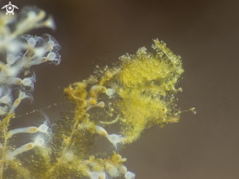 A Broken-back Shrimp | Algae Shrimp