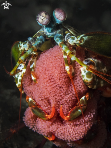 A Mantis Shrimp | Peacock Mantis Shrimp