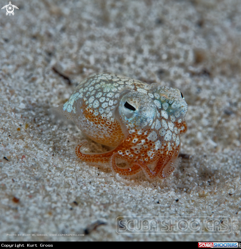 A bottletail squid