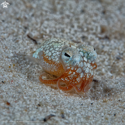 A Sepidarium kochi | bottletail squid