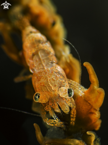 A Commensal Shrimp | Basket Star Shrimp