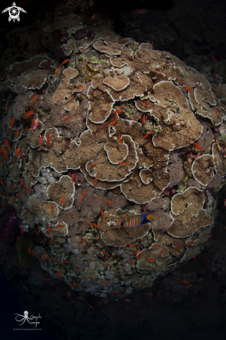 A corals