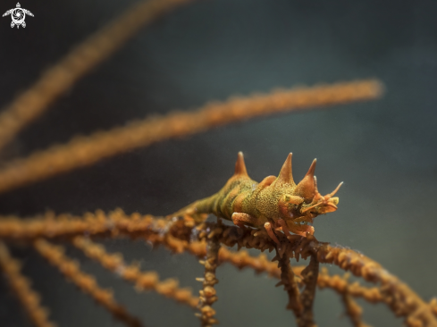 A Dragon Shrimp