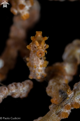 A Pygmy Seahorse