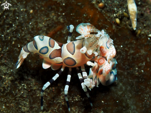 A Hymenocera Picta | Harlequin Shrimp