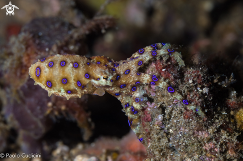 A Blue-Ringed Octopus