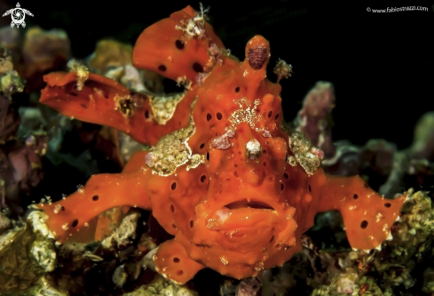 A Frogfish