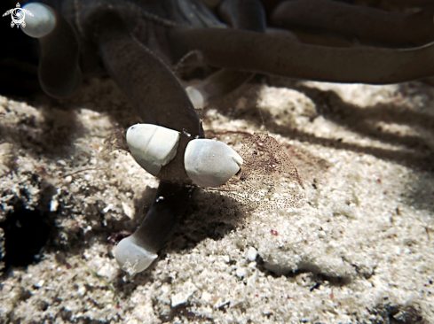 A Hamopontonia Carallicola | Commensal Anemone Shrimp