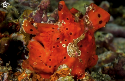 A Frogfish