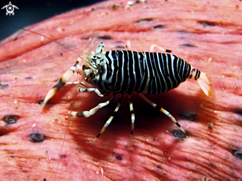 A Gnathophyllum Americanum | Stripped Bumblebee Shrimp