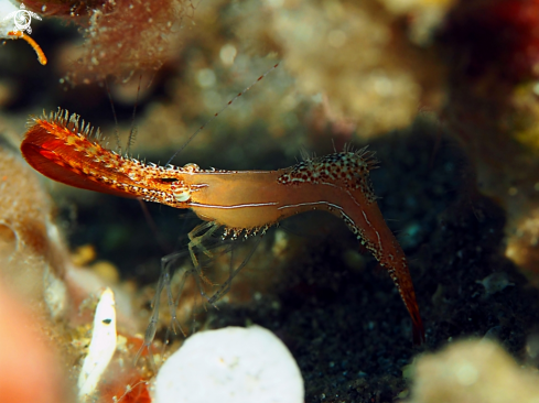 A Leander Plumosus | Donald Duck Shrimp