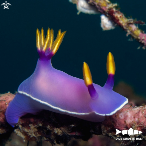 A Hypselodoris bullockii