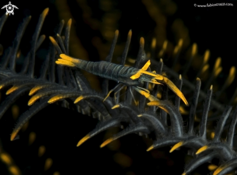 A Crinoid shrimp