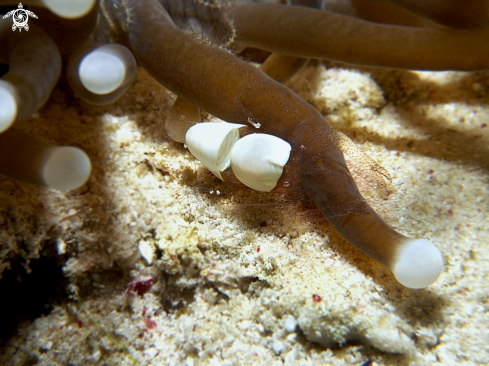 A Commensal Anemone Shrimp