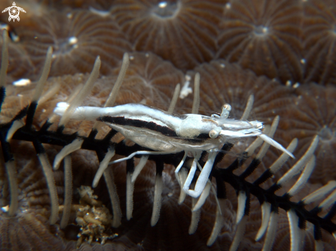 A Periclimenes Cornutus | Crinoid Shrimp