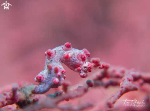 A H.bargibanti  | Pygmy Seahorse