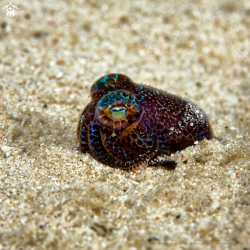 A  Euprymna tasmanica | Boptail Squid