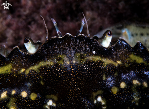 A Shore crab