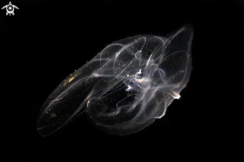 A Jellyfish