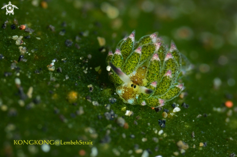 A Nudibranch