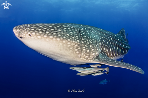 A whale shark