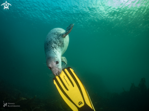 A Halichoerus grypus | Grey Seal