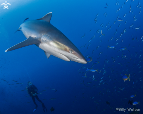 A White-tip Shark