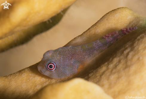 A Acyrtus artius | Papillate Clingfish