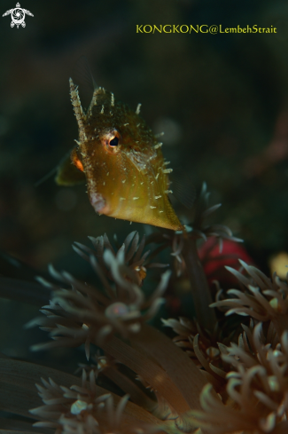 A Cowfish