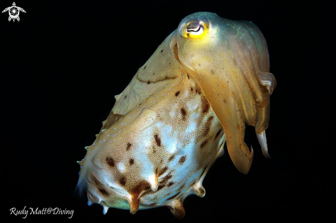 A cuttle fish