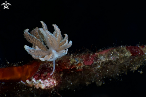 A Solar Nudibranch