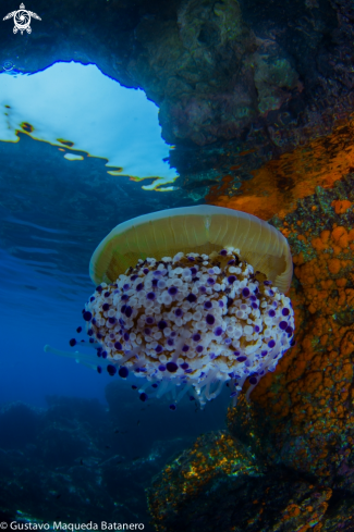 A Fried egg jellyfish