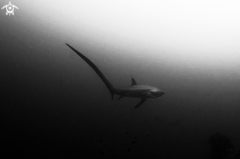 A Thresher Shark