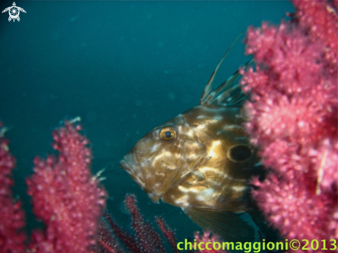 A john dory