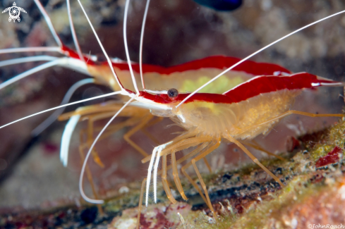 A Scarlet Striped cleaner shrimp