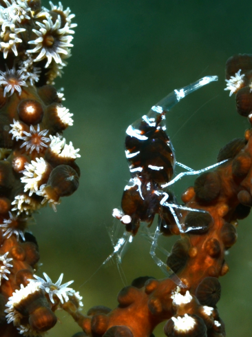 A Crinoid Shrimp