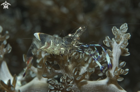 A Anemone Shrimp